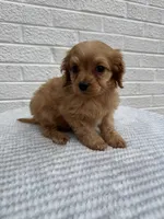 Cooper, a male Cavapoo for sale in Walnut, MS – Photo 5 of 6