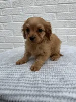 Cooper, a male Cavapoo for sale in Walnut, MS – Photo 4 of 6