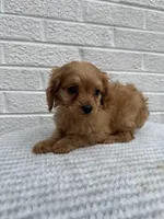 Cooper, a male Cavapoo for sale in Walnut, MS – Photo 6 of 6
