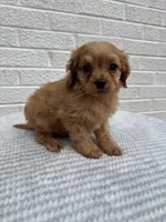 Cooper, a male Cavapoo for sale in Walnut, MS – Photo 2 of 6