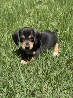 Bella, a female Miniature Dachshund for sale in Walnut, MS – 1 of 7
