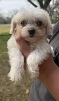 Presley , a male Cavapoo for sale in Walnut, MS – Photo 3 of 6