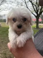 Presley , a male Cavapoo for sale in Walnut, MS – Photo 5 of 6