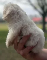 Presley , a male Cavapoo for sale in Walnut, MS – Photo 1 of 6