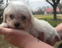 Presley , a male Cavapoo for sale in Walnut, MS – Photo 4 of 6