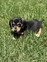 Bella, a female Miniature Dachshund for sale in Walnut, MS – 3 of 7