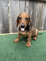 Oscar, a male Miniature Dachshund for sale in Walnut, MS – 5 of 8