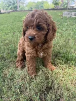 Maddie, a female Cockapoo for sale in Walnut, MS – 8 of 8