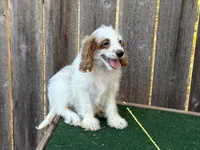 Galen , a male Cockapoo for sale in Walnut, MS – 3 of 4