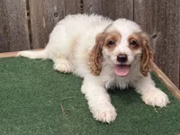 Galen , a male Cockapoo for sale in Walnut, MS – 3 of 5