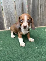 Rosco, a male Miniature Dachshund for sale in Walnut, MS – 4 of 8