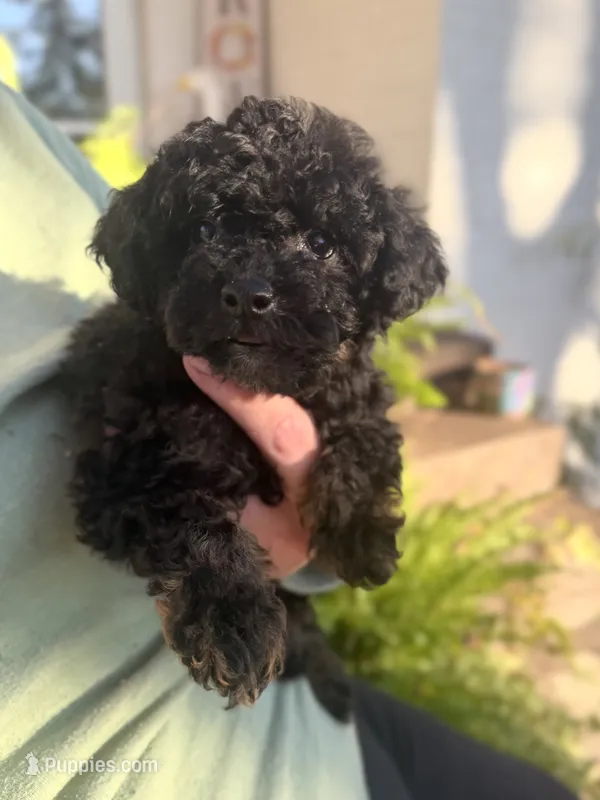 Chloe  – Yorkipoo puppy for sale in Walnut, MS