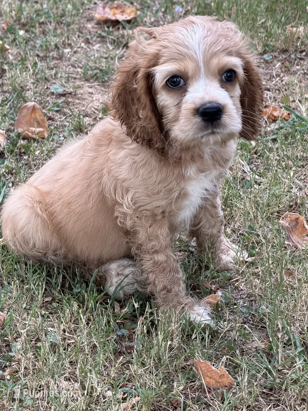 Ella – Cocker Spaniel puppy for sale in Walnut, MS