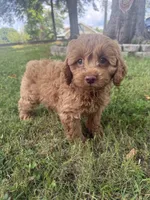 Buddy, a male Cockapoo for sale in Walnut, MS – 7 of 8