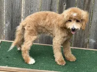Oliver , a male Bichpoo for sale in Walnut, MS – 2 of 7
