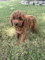 Maddie, a female Cockapoo for sale in Walnut, MS – 3 of 8