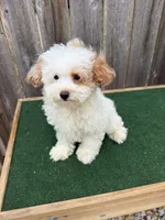 Macy, a female Miniature Goldendoodle for sale in Walnut, MS – 3 of 7