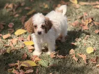 Malie, a female Cockapoo for sale in Walnut, MS – 4 of 4