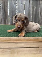 Tazz, a male Miniature Dachshund for sale in Walnut, MS – 8 of 8