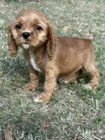 Dolly, a female Cocker Spaniel for sale in Walnut, MS – 2 of 6
