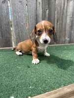 Peanut, a male Miniature Dachshund for sale in Walnut, MS – 2 of 8