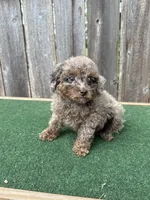Ella , a female Poodle - Miniature  for sale in Walnut, MS – 2 of 5