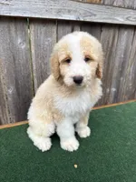CJ, a male Bernedoodle for sale in Walnut, MS – 6 of 7