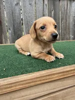 Toby, a male Miniature Dachshund for sale in Walnut, MS – 2 of 8