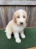CJ, a male Bernedoodle for sale in Walnut, MS – 2 of 7
