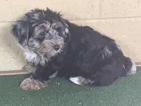 Penny, a female Yorkipoo for sale in Walnut, MS – 7 of 7