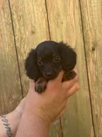 Lady, a female Miniature Dachshund for sale in Walnut, MS – 5 of 6