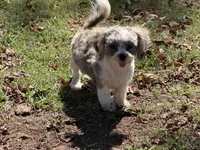 Jaminson , a male Shih Tzu for sale in Walnut, MS – 3 of 7