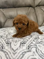 Macy, a female Poodle - Miniature  for sale in Walnut, MS – 2 of 7