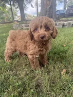 Buddy, a male Cockapoo for sale in Walnut, MS – 1 of 8