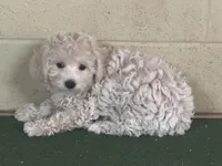 Jayla, a female Bichpoo for sale in Walnut, MS – 3 of 3