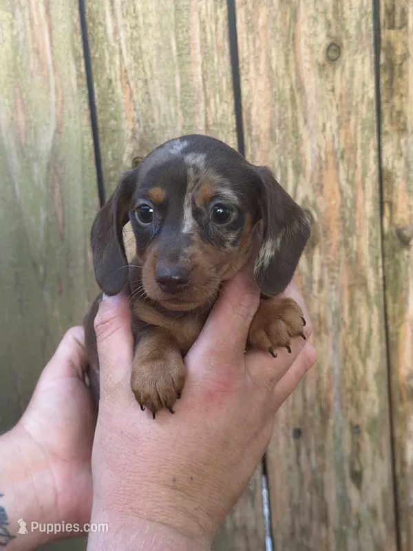 Pixy – Miniature Dachshund puppy for sale in Walnut, MS