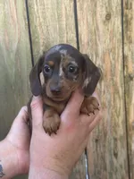 Pixy, a female Miniature Dachshund for sale in Walnut, MS – 1 of 3
