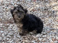 Teddy , a male Yorkipoo for sale in Walnut, MS – 2 of 3