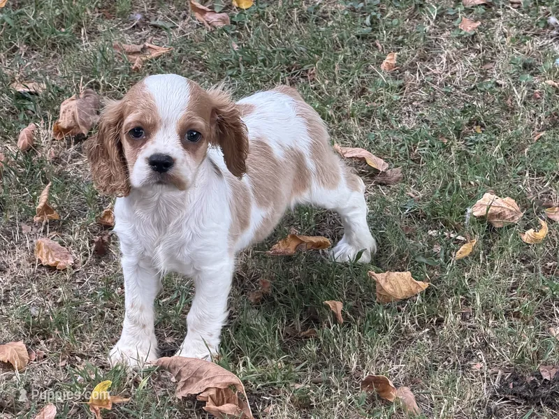 Lacy  – Cockalier puppy for sale in Walnut, MS