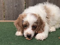 Galen , a male Cockapoo for sale in Walnut, MS – 4 of 5