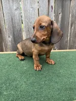 Oscar, a male Miniature Dachshund for sale in Walnut, MS – 3 of 8