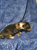 Ollie, a male Miniature Dachshund for sale in Walnut, MS – Photo 3 of 4
