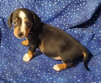 Ollie, a male Miniature Dachshund for sale in Walnut, MS – Photo 4 of 4