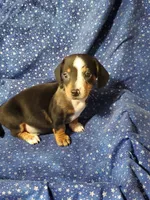 Ollie, a male Miniature Dachshund for sale in Walnut, MS – Photo 2 of 4