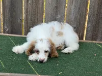 Galen , a male Cockapoo for sale in Walnut, MS – 2 of 4