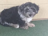 Penny, a female Yorkipoo for sale in Walnut, MS – 3 of 7