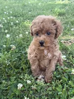 Buddy, a female Miniature Goldendoodle for sale in Walnut, MS – 3 of 8