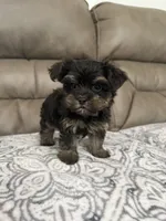 Rosco, a male Morkie for sale in Walnut, MS – 5 of 7