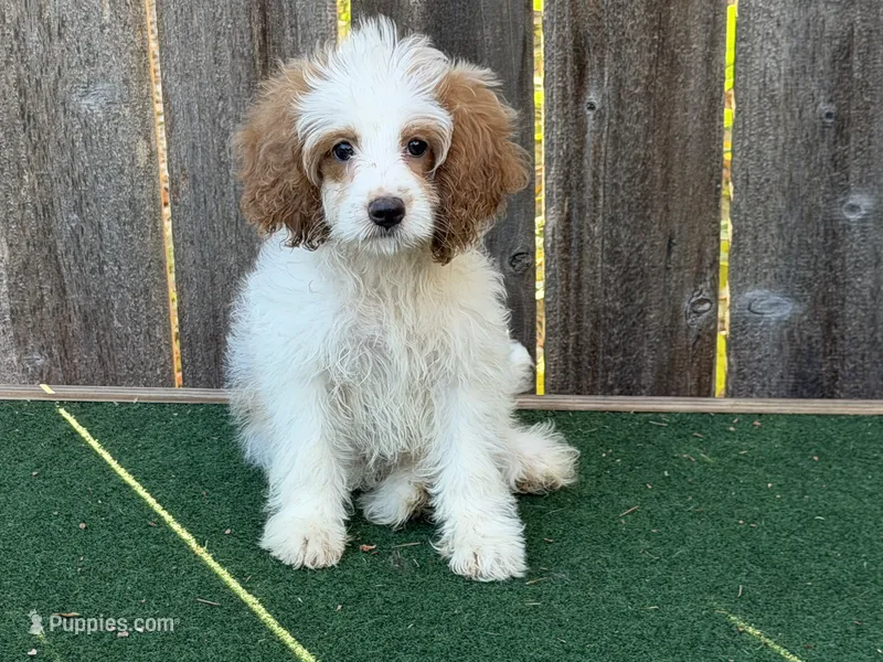 Megan – Cockapoo puppy for sale in Walnut, MS