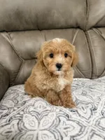 Maddie, a female Miniature Goldendoodle for sale in Walnut, MS – 2 of 9